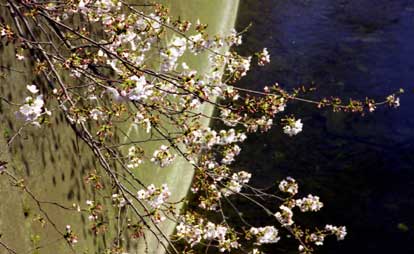 phto:神田川・面影橋付近の桜