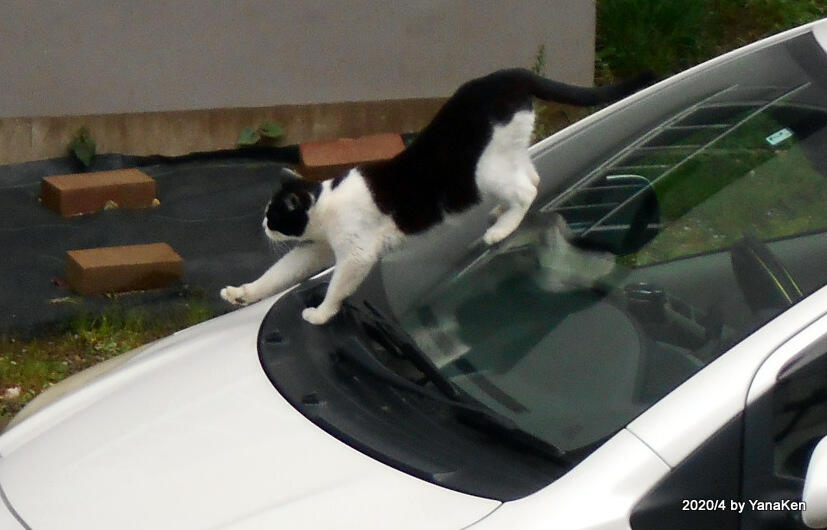 すべるねこ